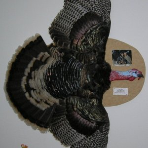 turkey mount6.jpg