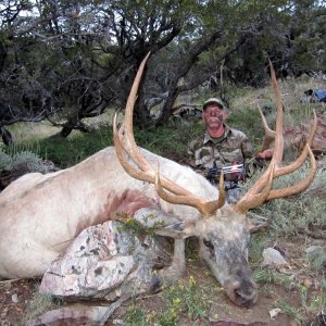 1-Nevada Elk 006.jpg