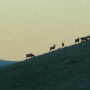 herd2012.jpg