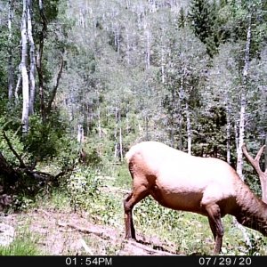 Big Utah Bull