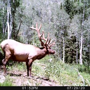 Utah Bull Elk Hunting