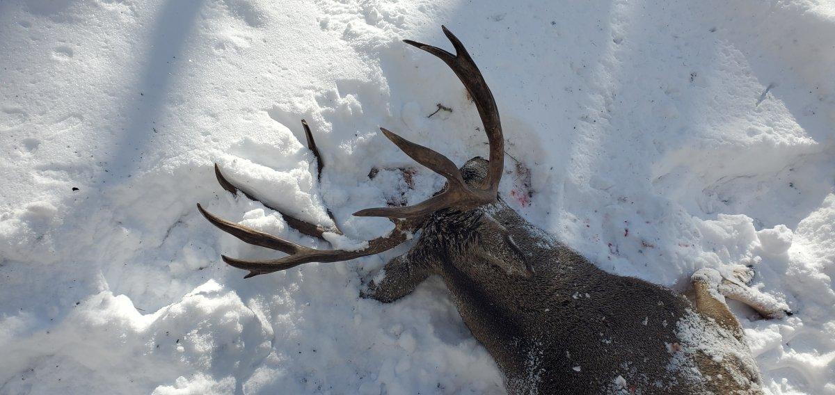 3rd season Colorado deer down!