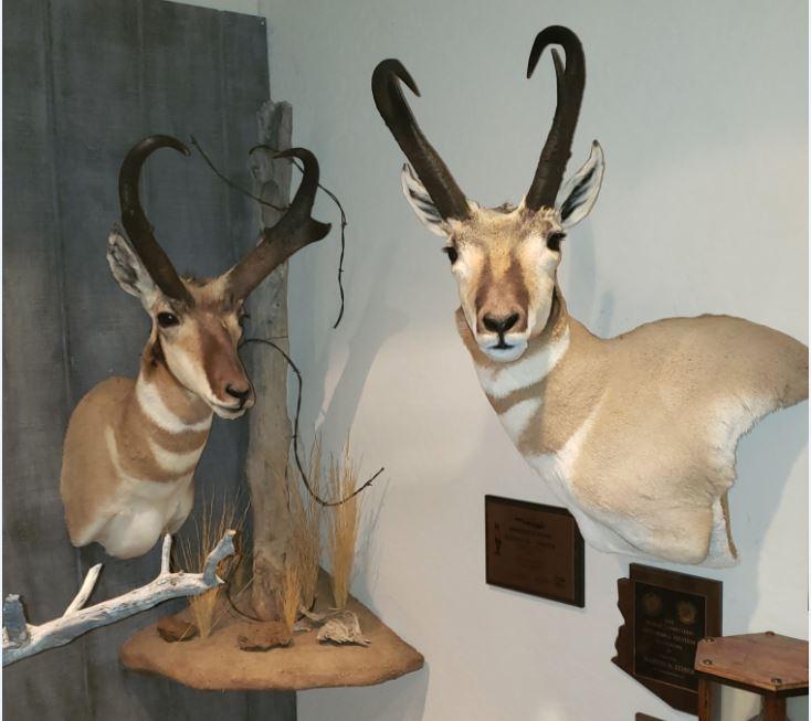 Antelope 2.JPG
