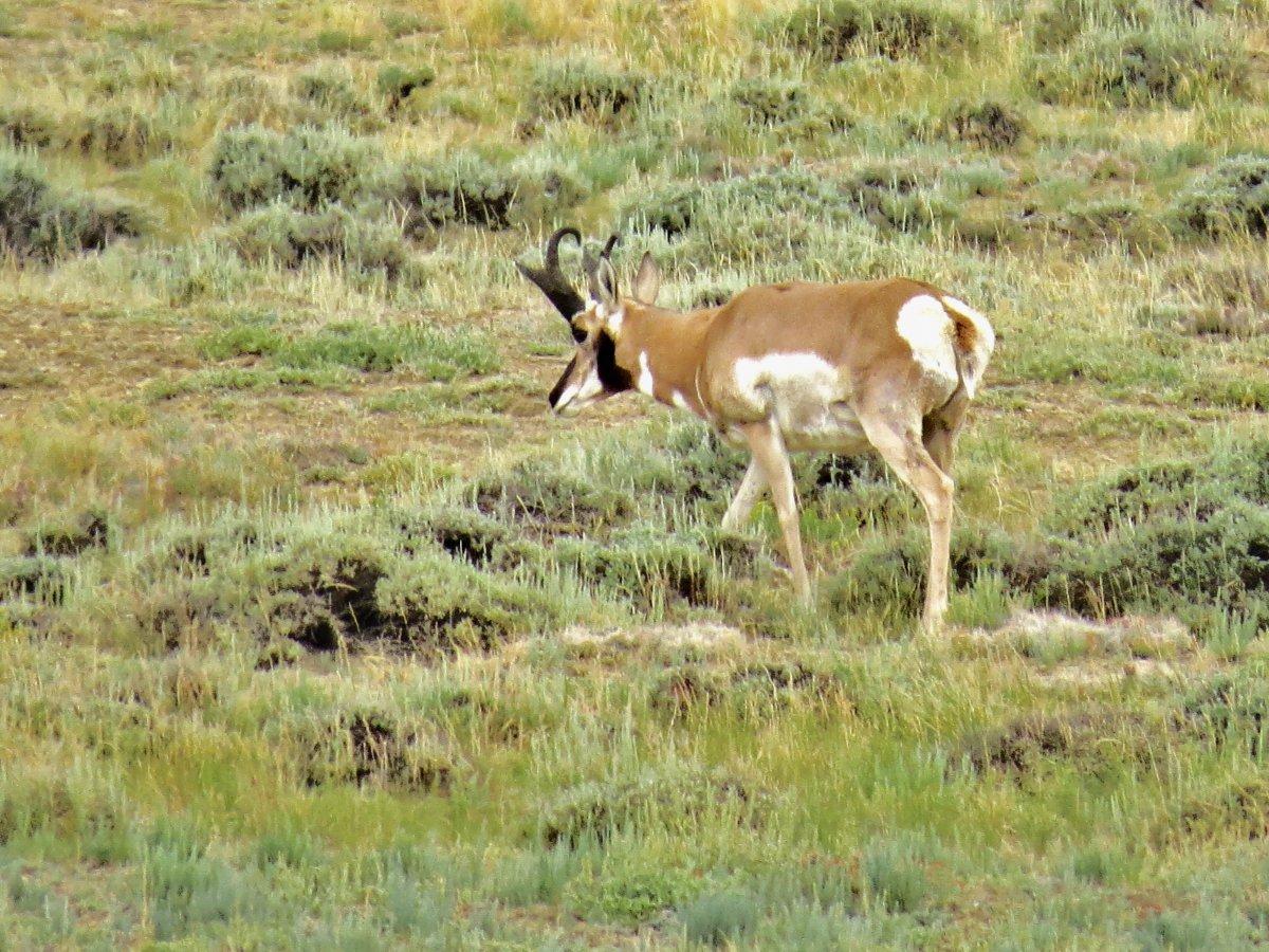 Antelope bucks 025.JPG