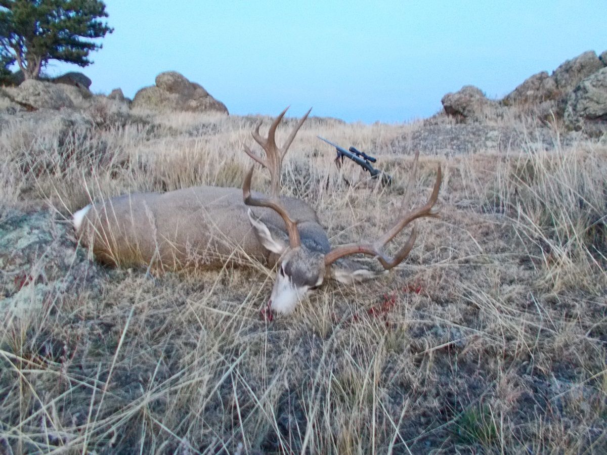 Awesome Wyoming Buck for wytex
