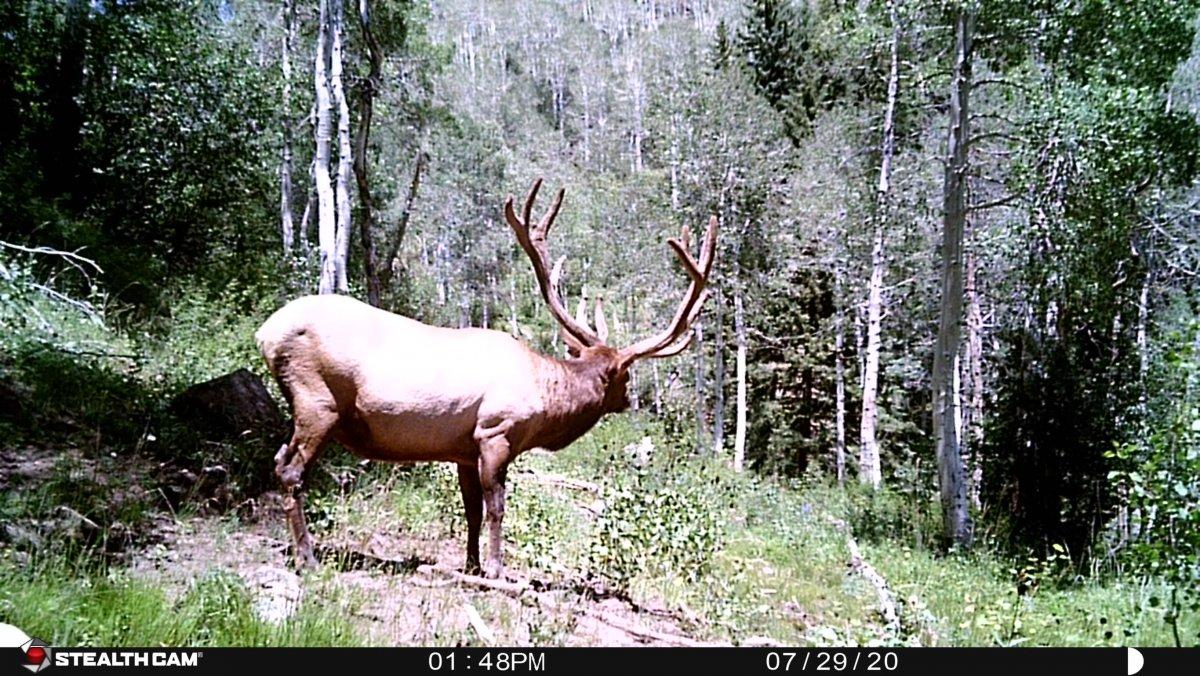 Big Bull Trail Camera Photo