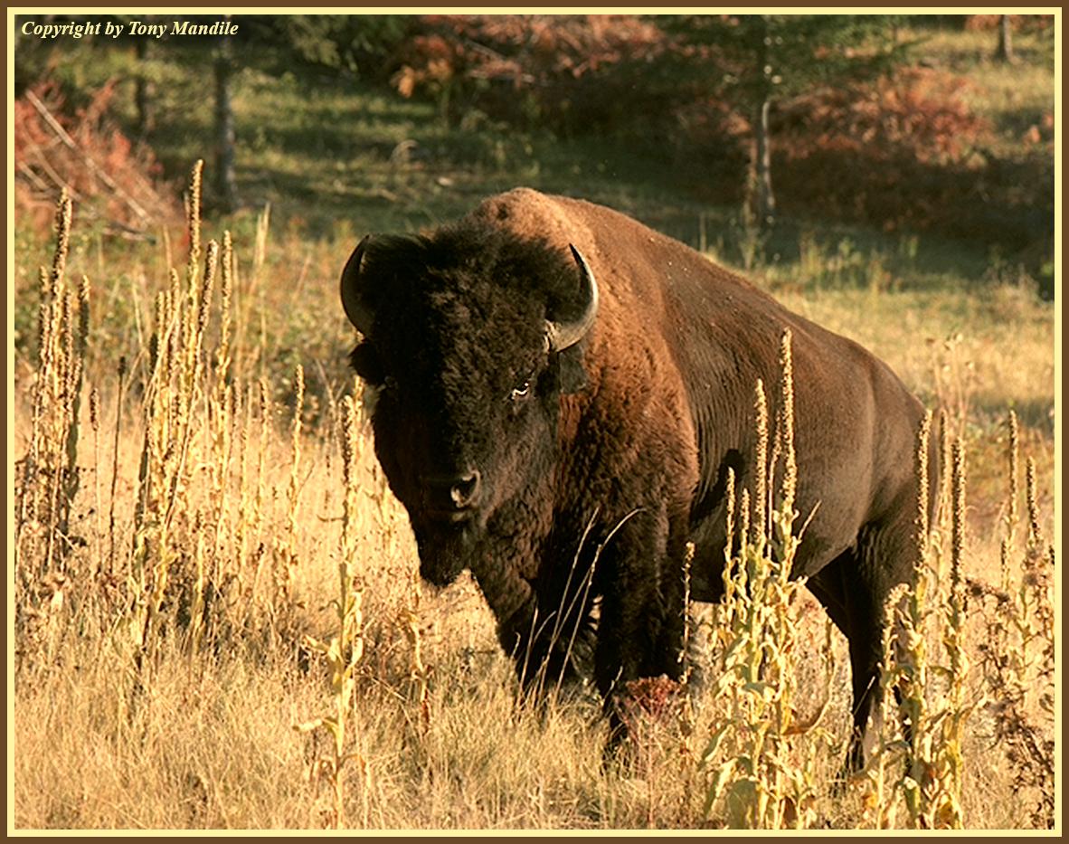 bison3.jpg