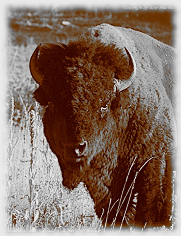 #bison3B2.jpg