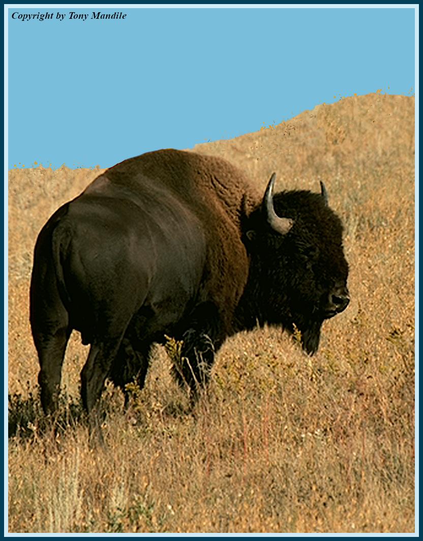 bison4.jpg