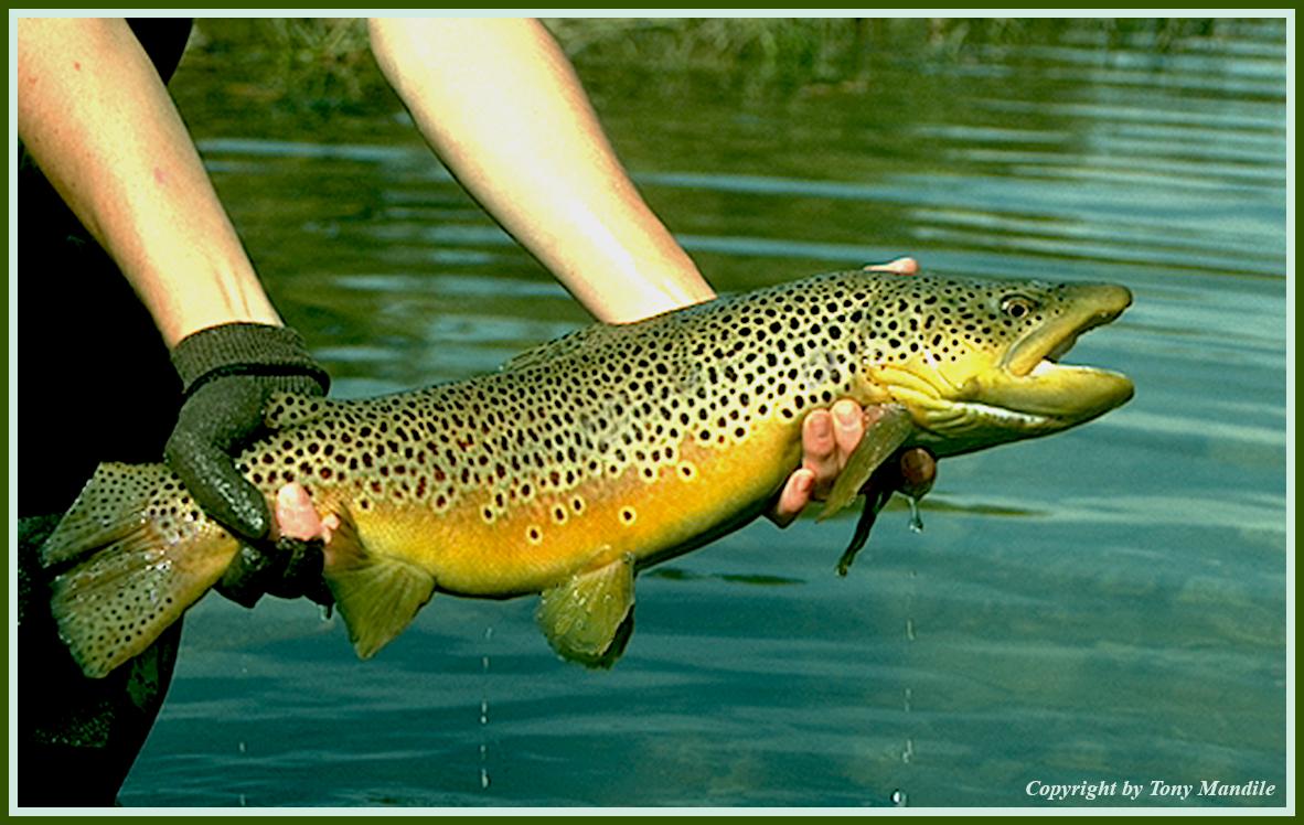 browntrout.jpg