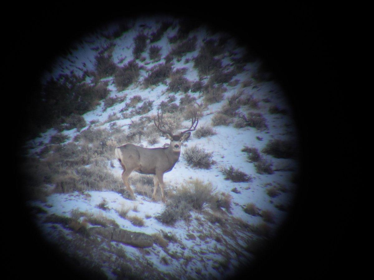 Buck/Bull Winter Range Photo