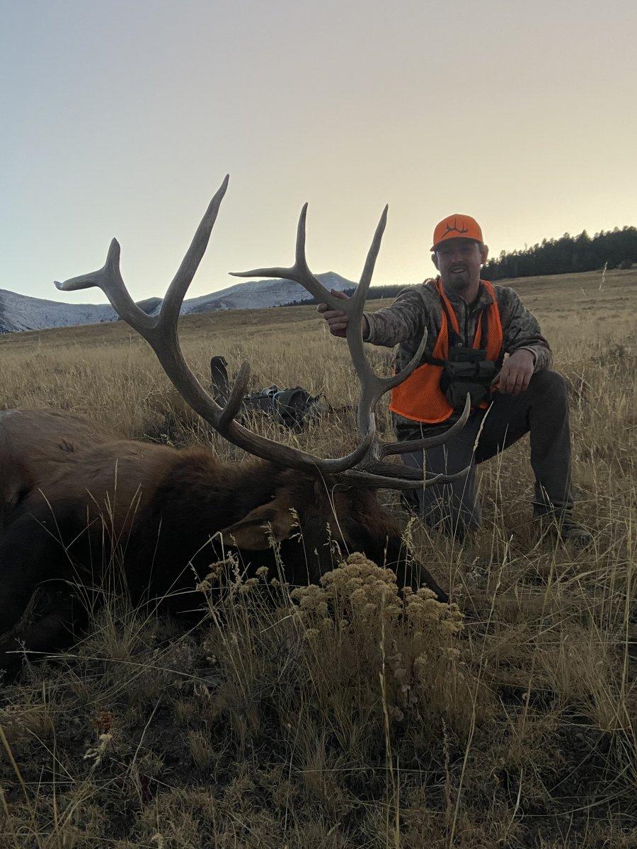 Bull Elk Success