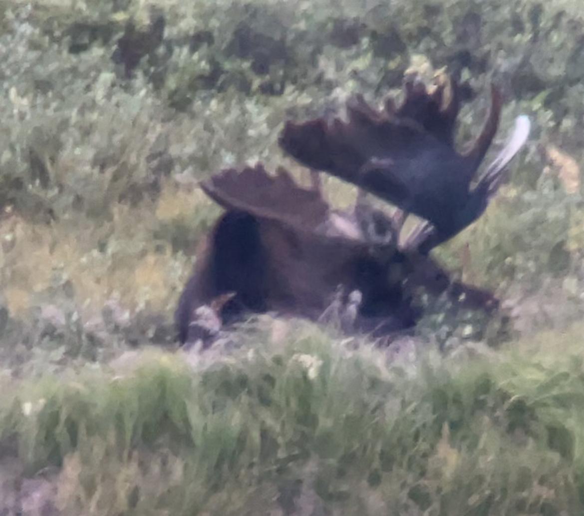 Colorado Bull Moose Down