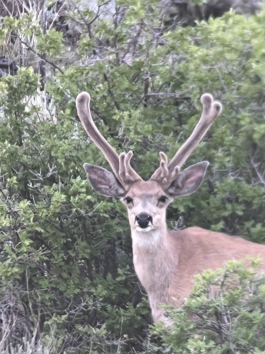 Cool Old Buck