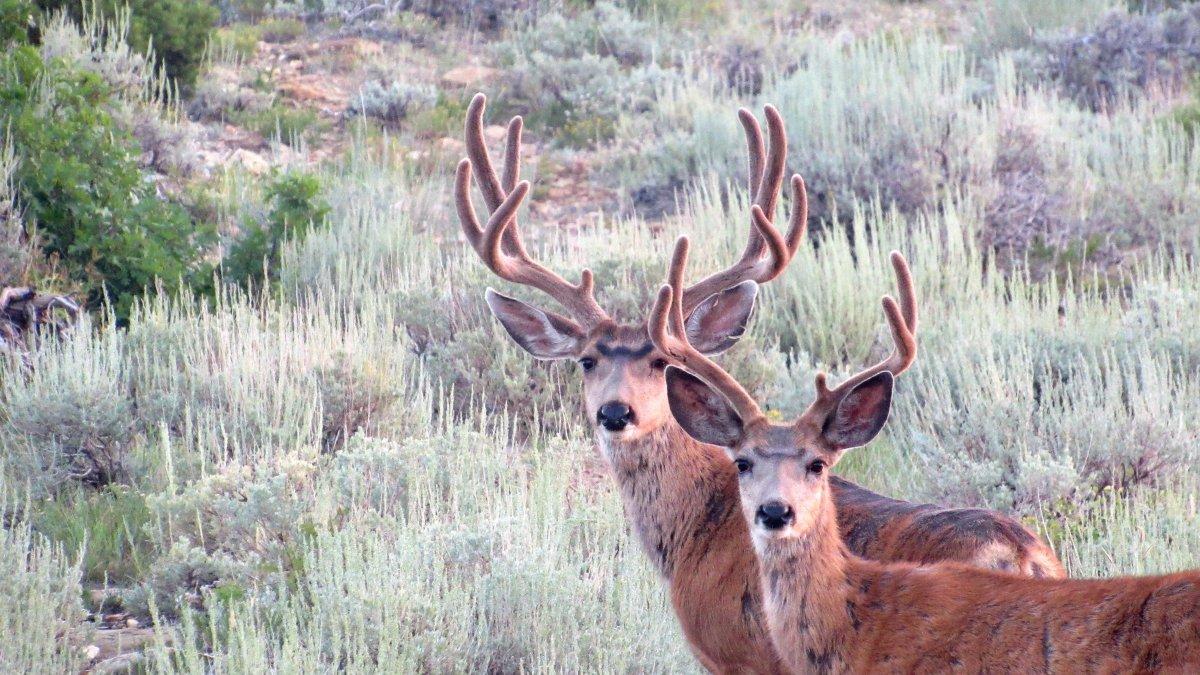 Couple Bucks Shared in the Scouting Photo Contest