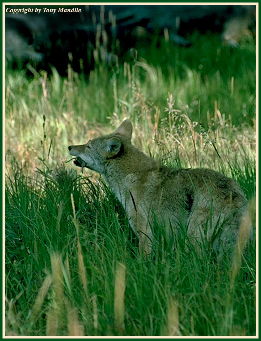 coyote3.jpg