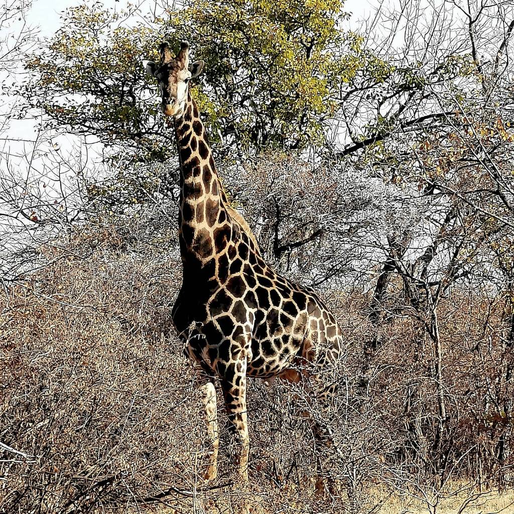 Dark Giraffe Bull. South Africa