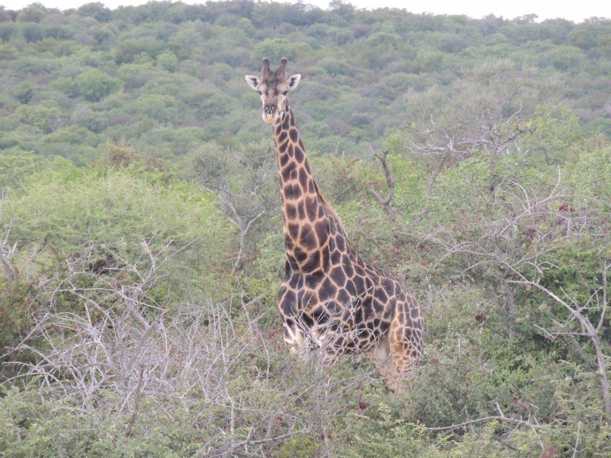 Dark Giraffe. South Africa