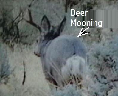Deer Mooning 3.JPG