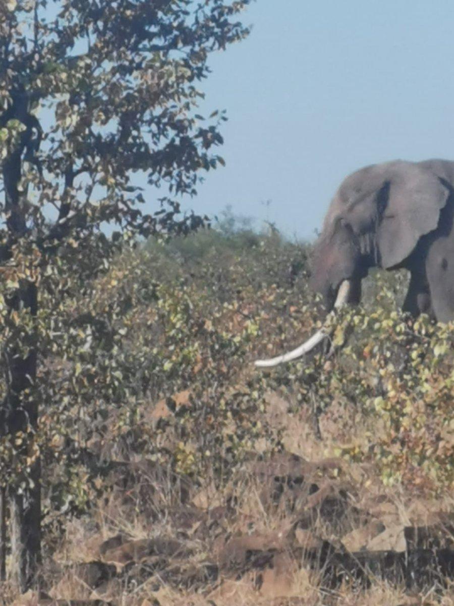 Elephant in the brush.jpeg