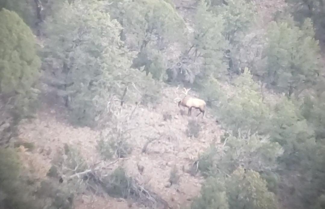 Elk on Hoof 1.jpg