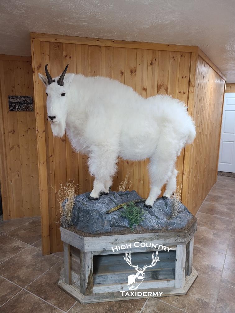 ElkManDan’s Rocky Mtn. Goat