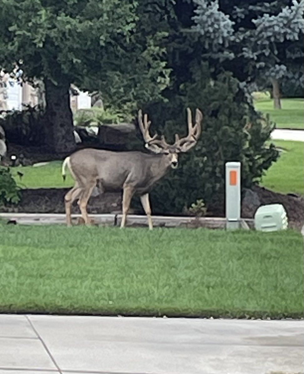 Front yard buck.jpg