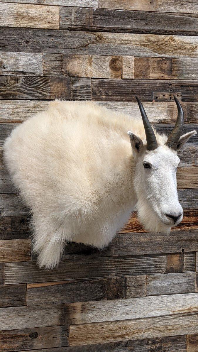 Good Looking Mountain Goat Taxidermy Work