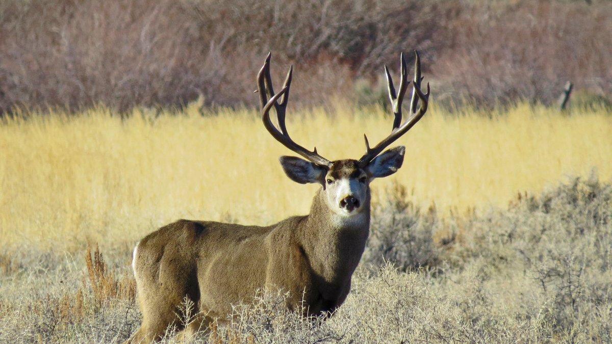 Great Looking Muley