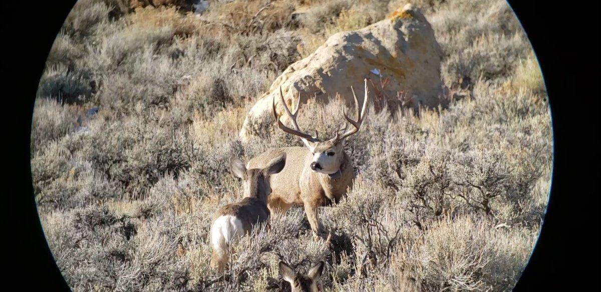 Great Looking Trophy Muley
