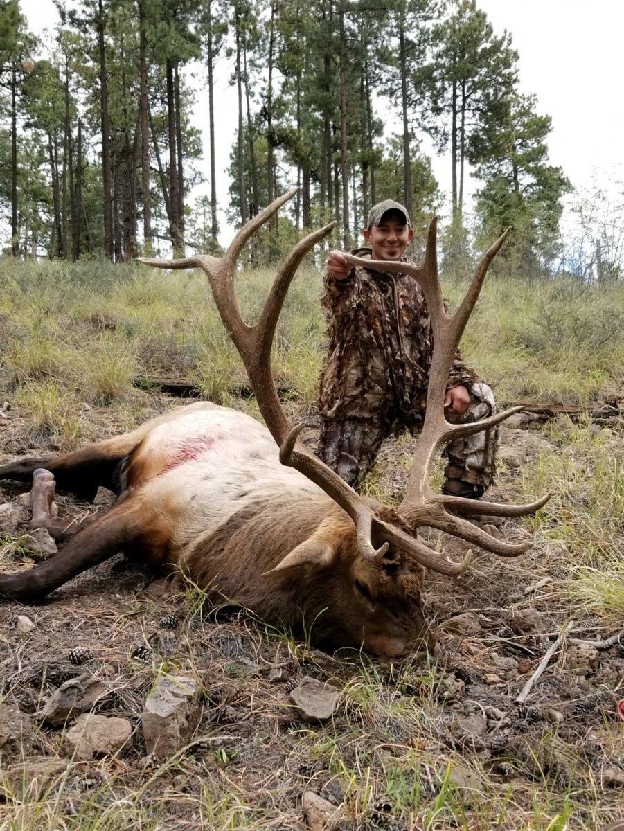Heavy Bull Elk from New Mexico
