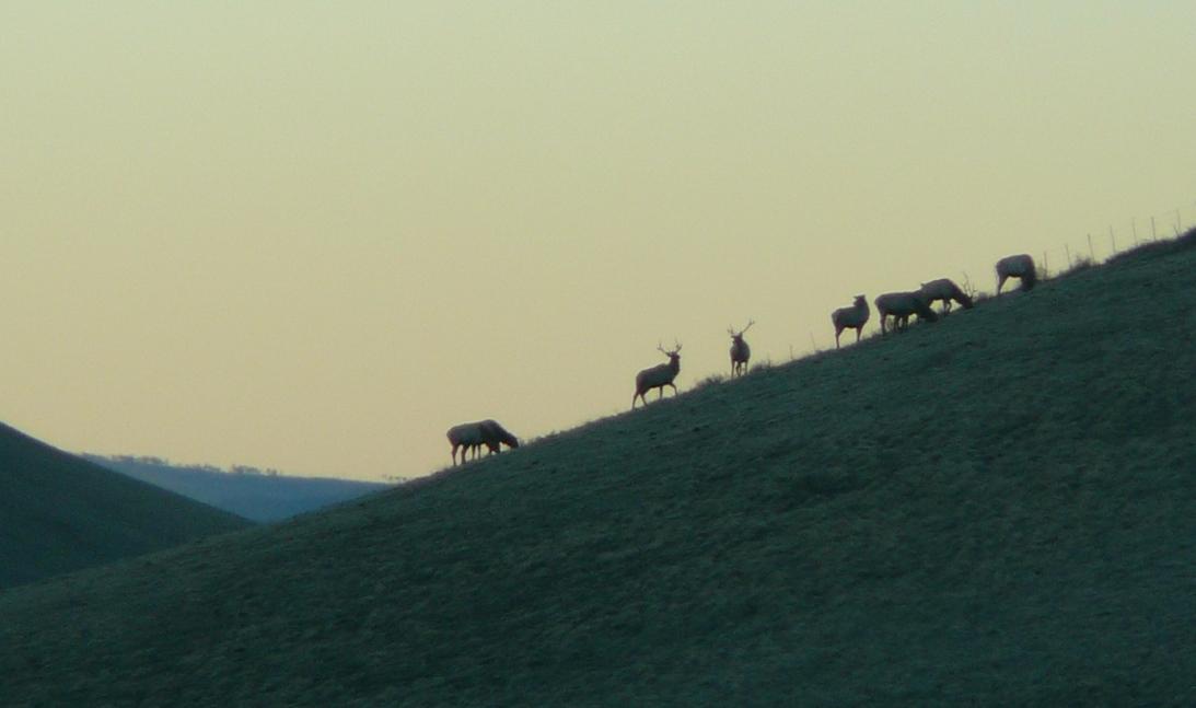 herd2012.jpg