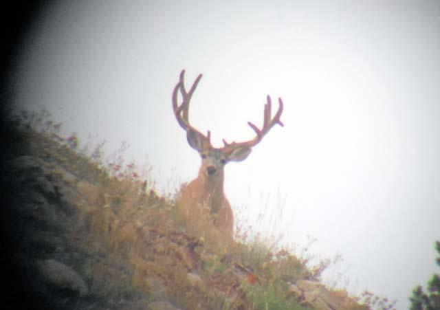 High Country Big Buck