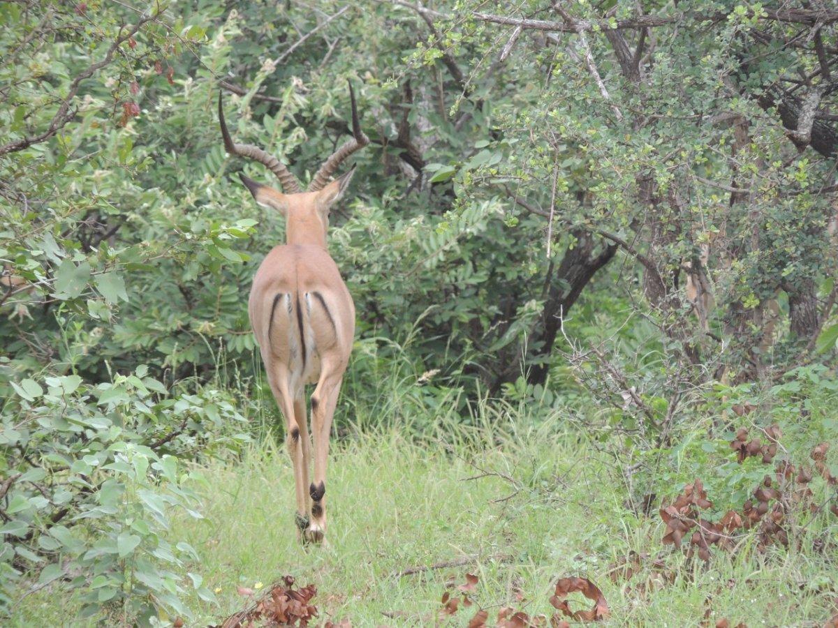 Impala. South Africa