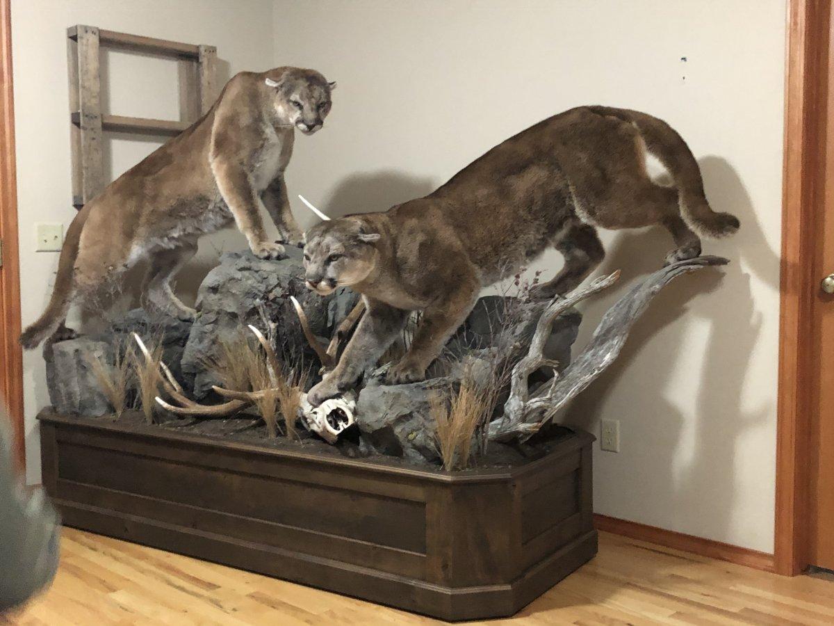 Incredible Taxidermy Work
