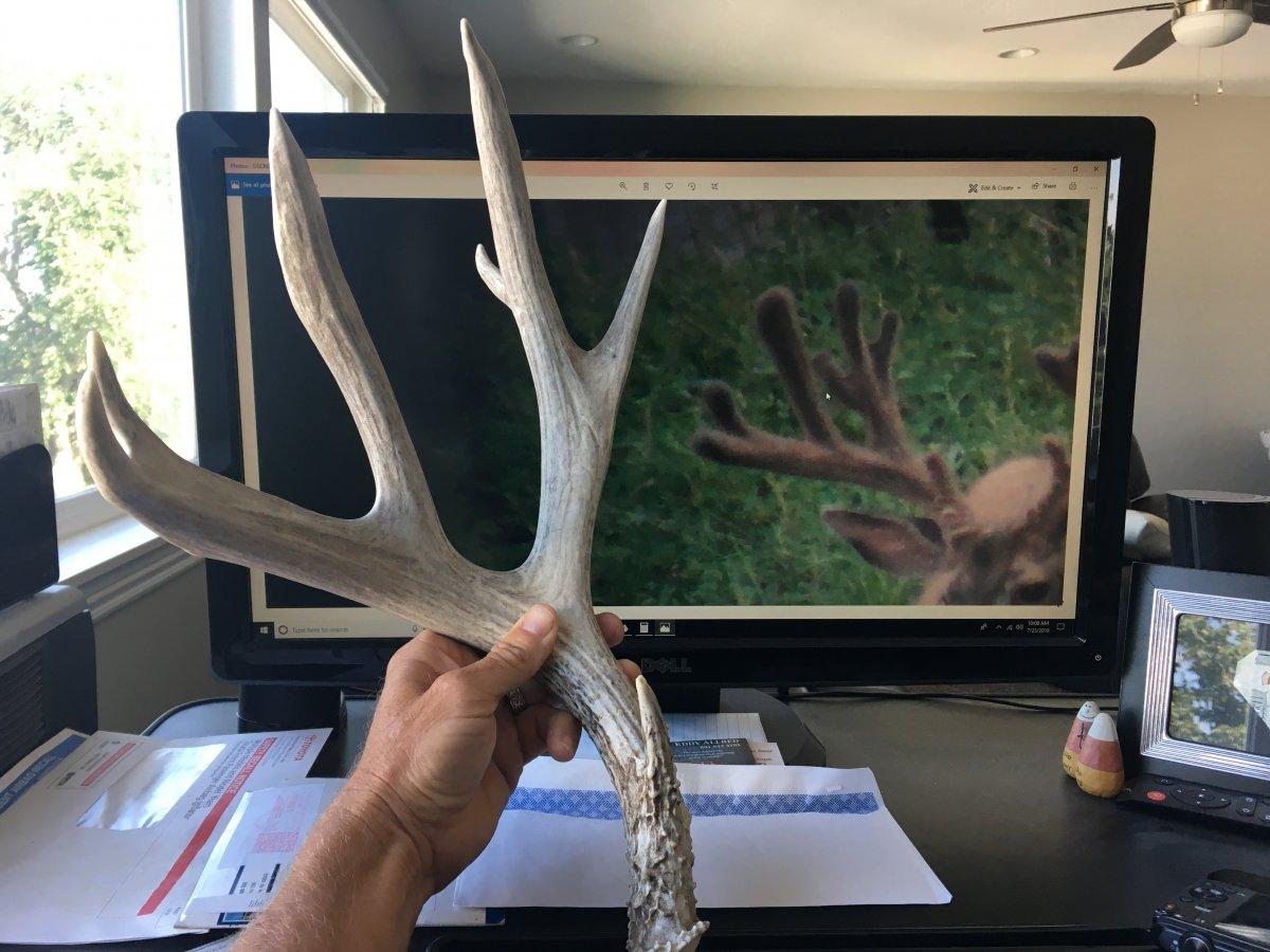 Is it the same buck?