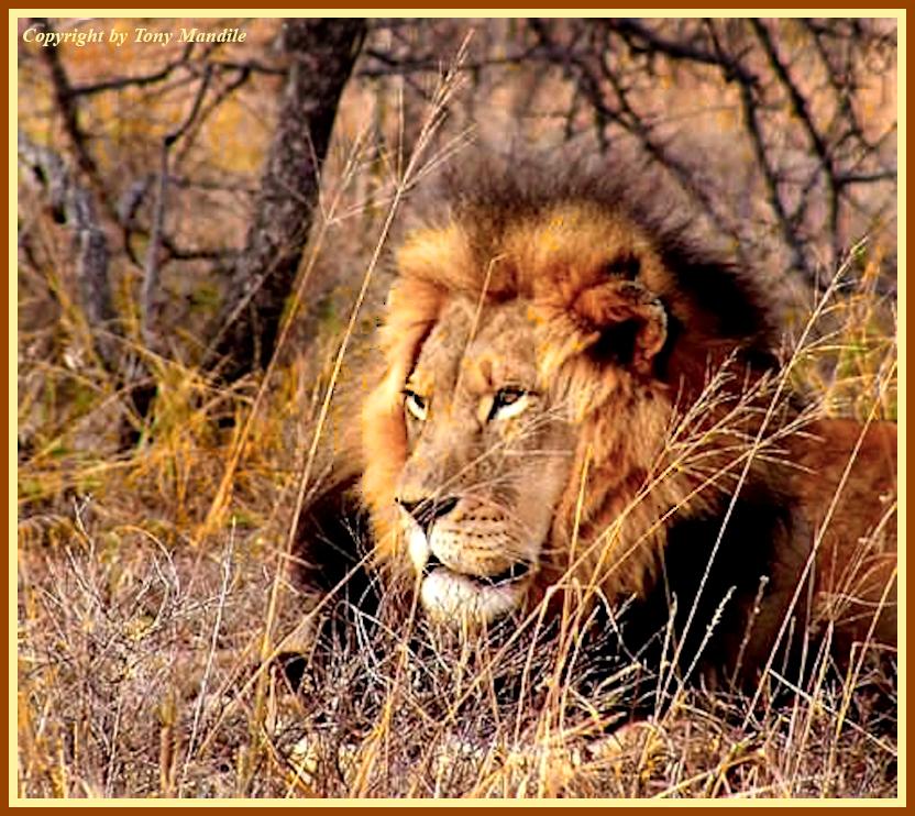 Lion4.jpg