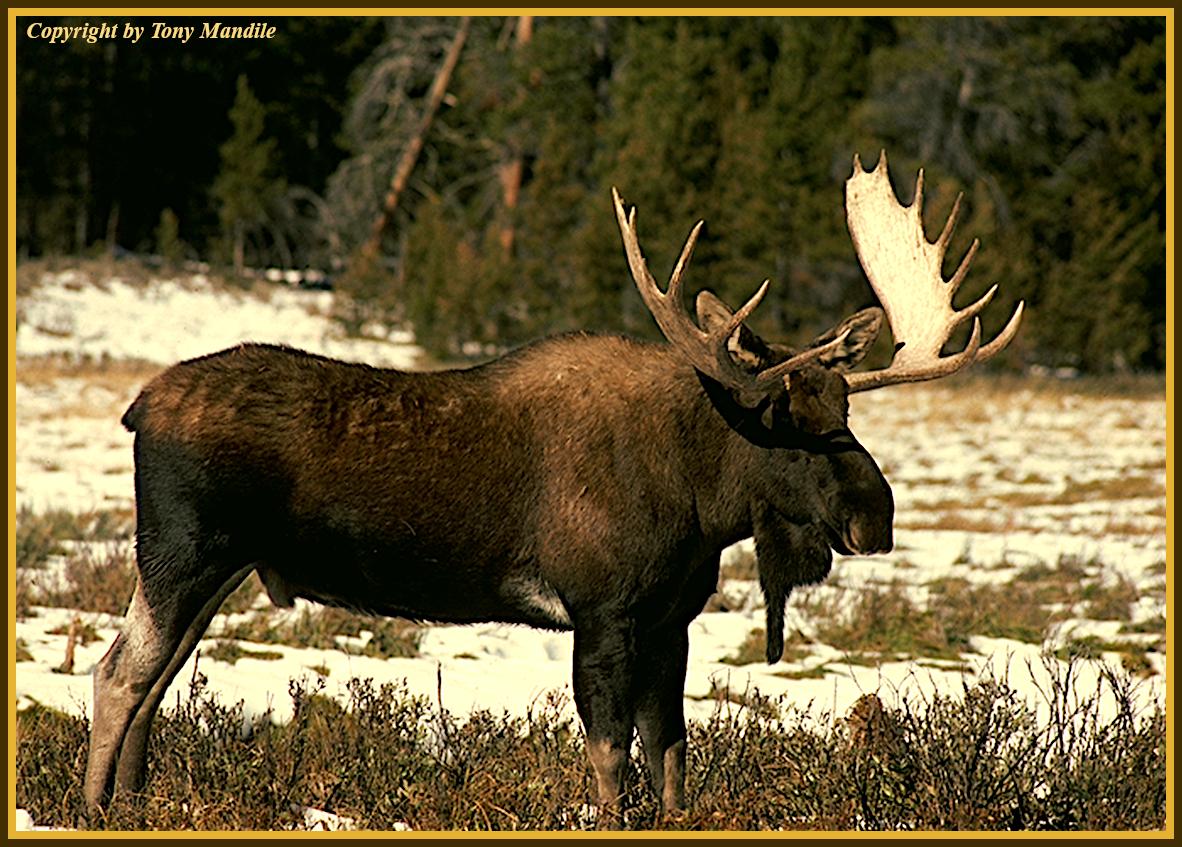 Moose2.jpg