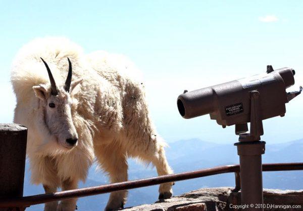 mountain-goat-viewing-600x417.jpg