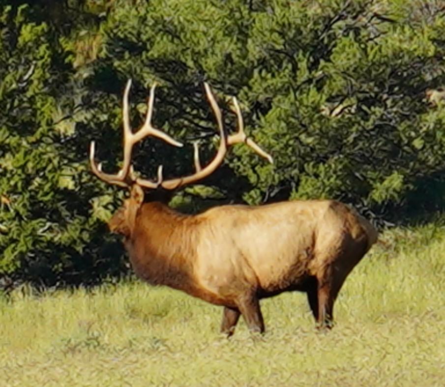 Nice Bull While Sighting in Rifles