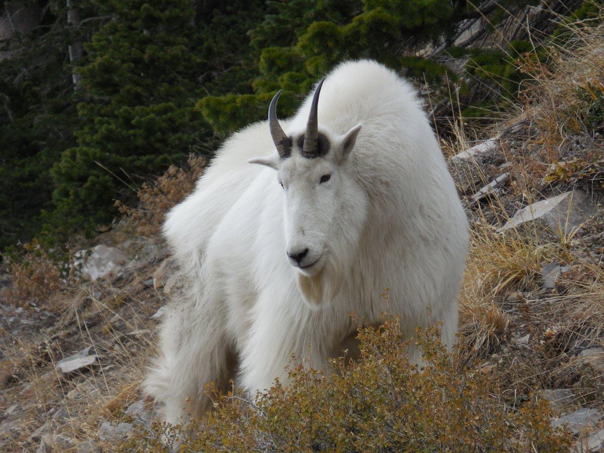 Nice Utah Goat