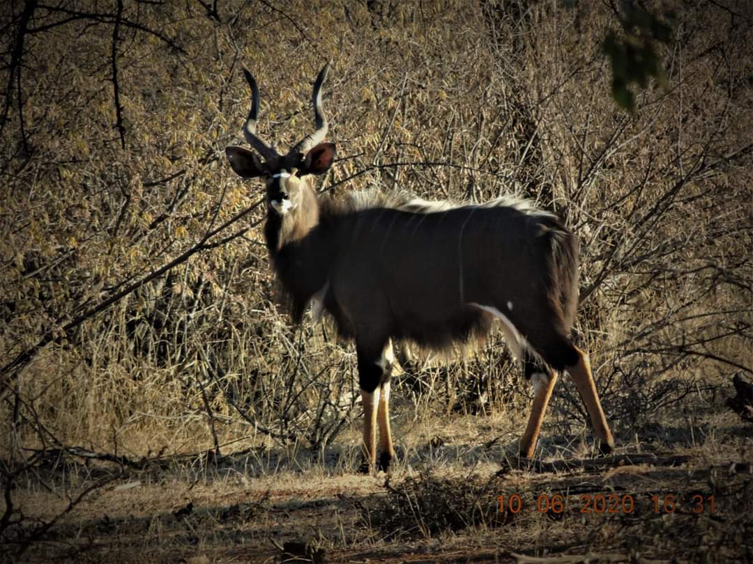Nyala Bull. South Africa