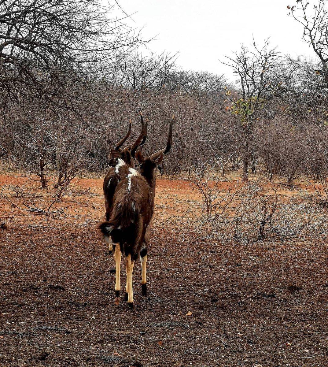 Nyala Bulls. South Africa