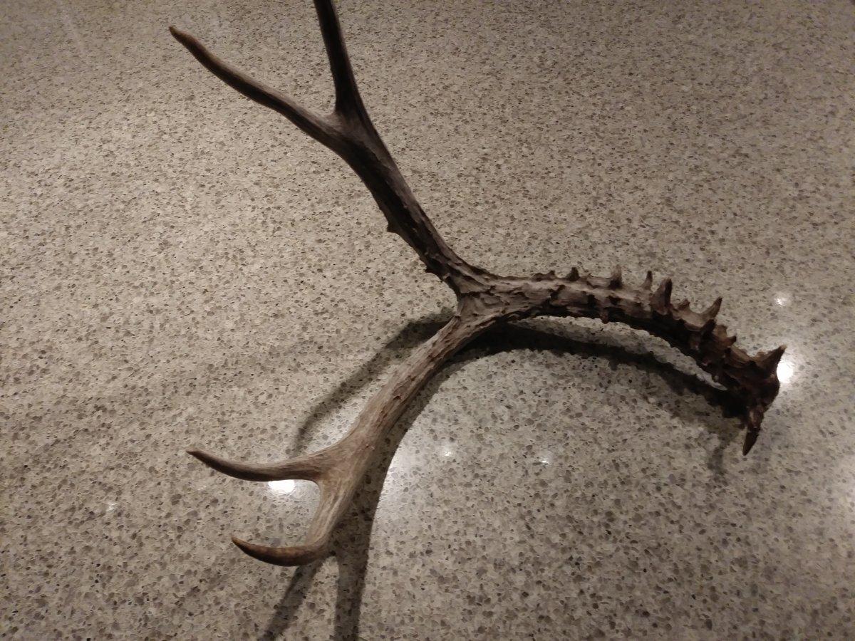 Really Neat Thorn Antler