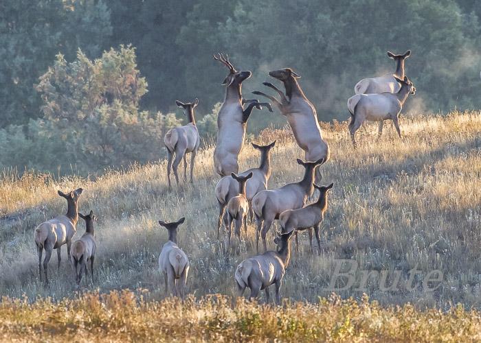 Rocky Mt. Elk September 2019