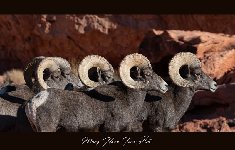 Sheep-20.jpg