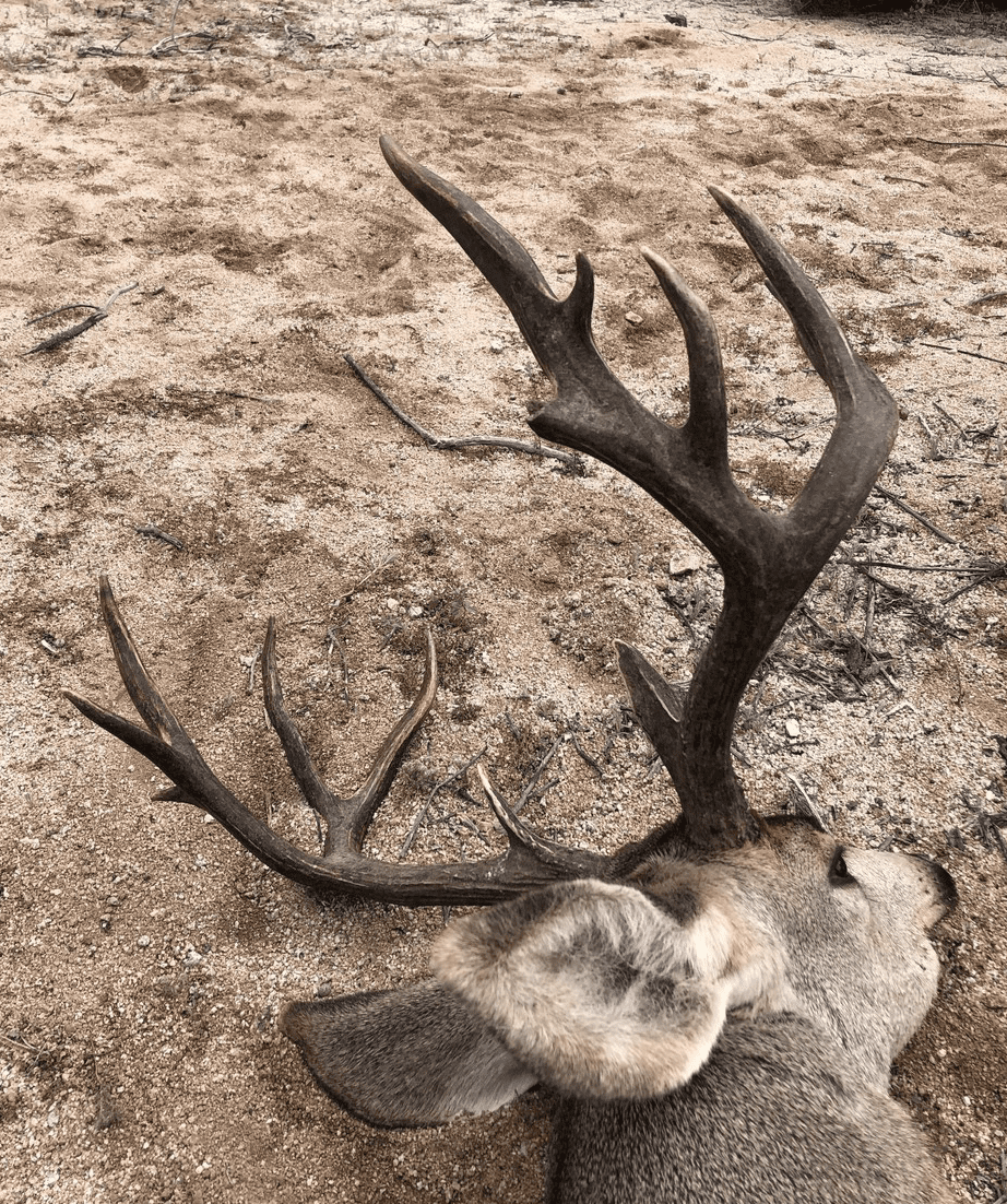 Sheldoni Desert Mule Deer in Tiburon Island, Mexico