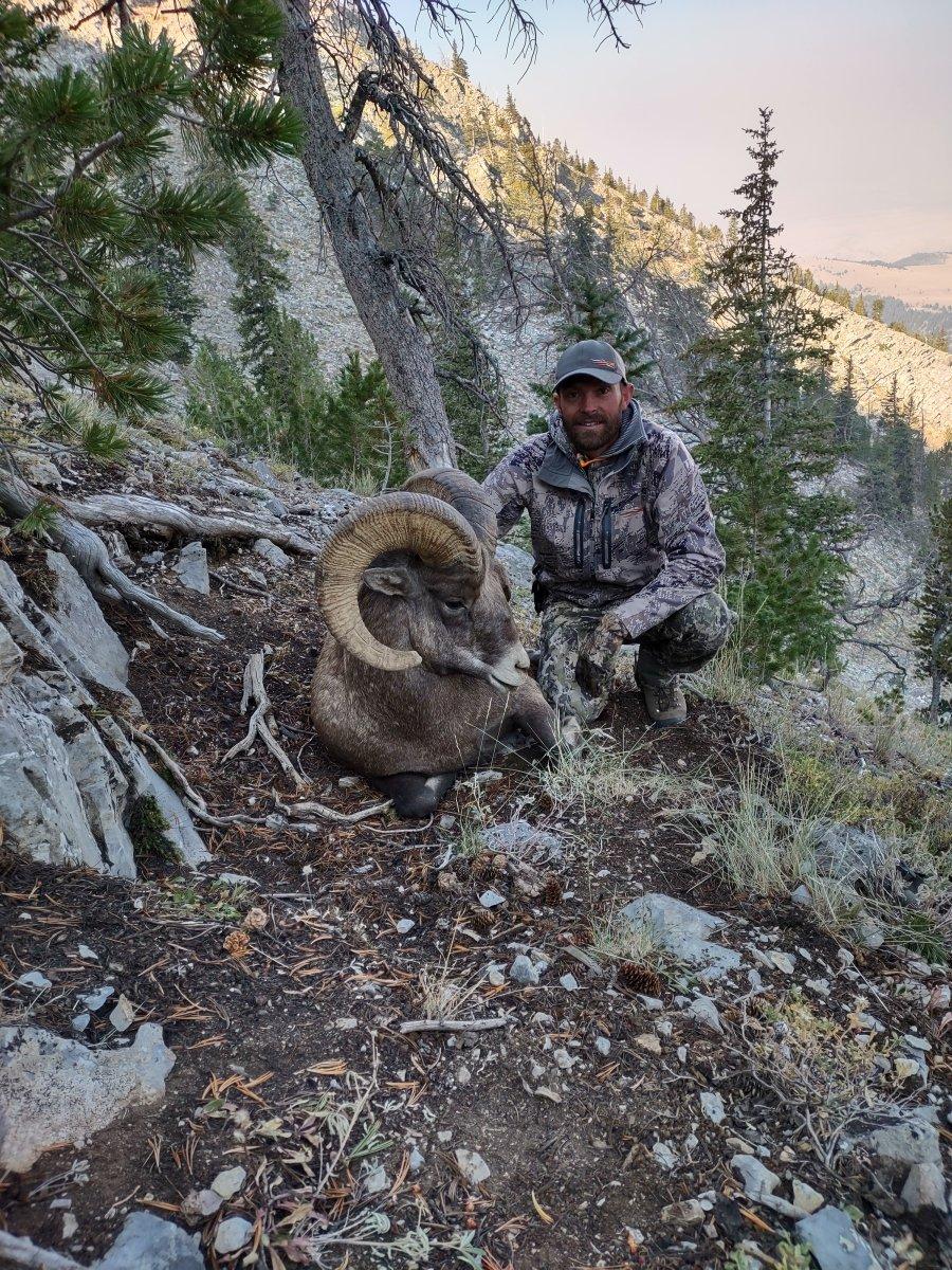 Sweet Rocky Mountain Ram
