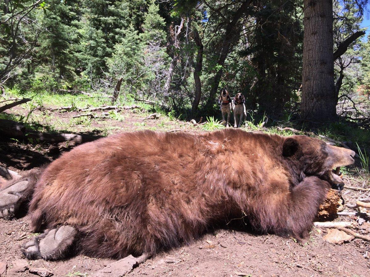 Utah Bear