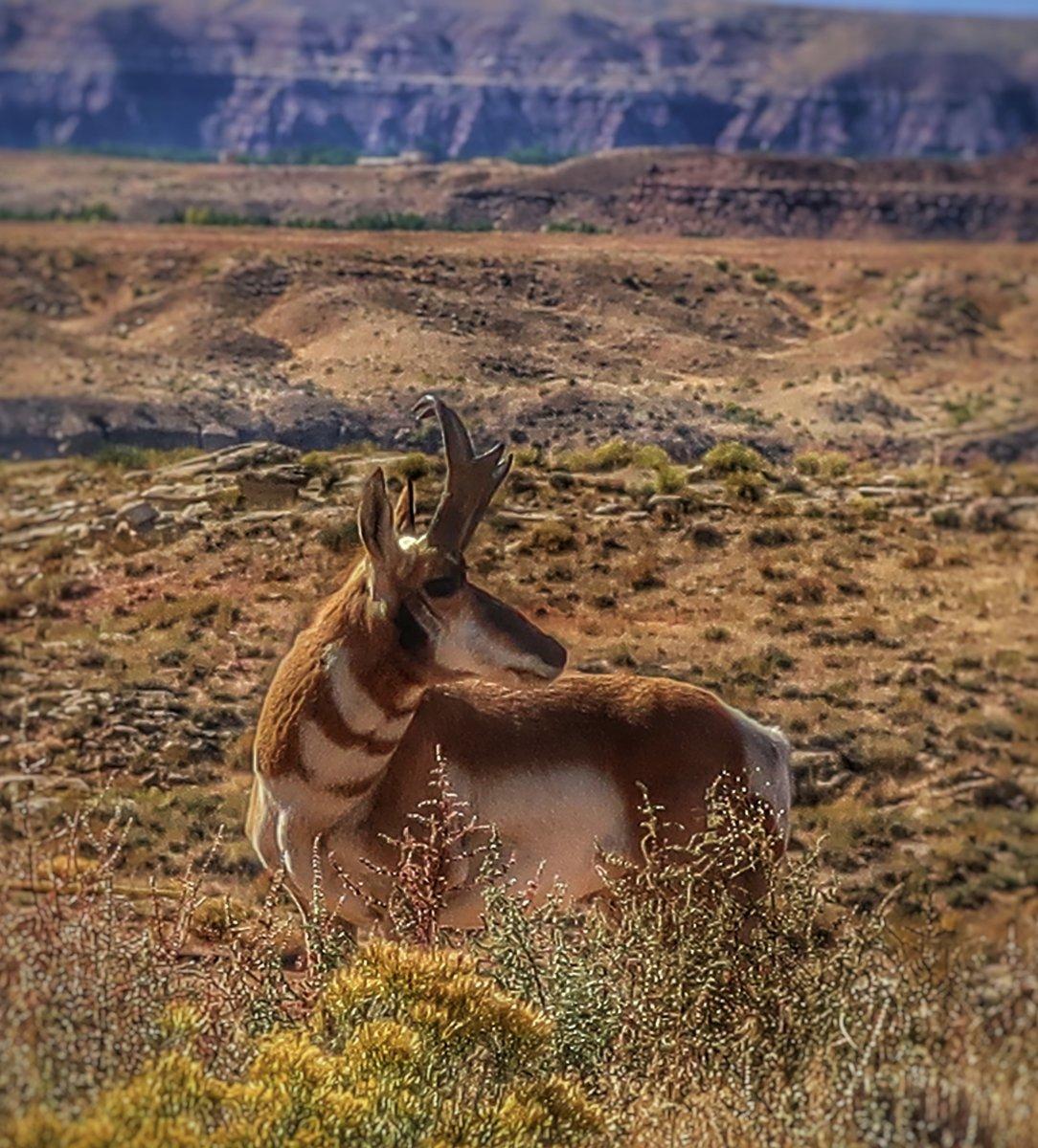 Very Cool Pronghorn Antelope